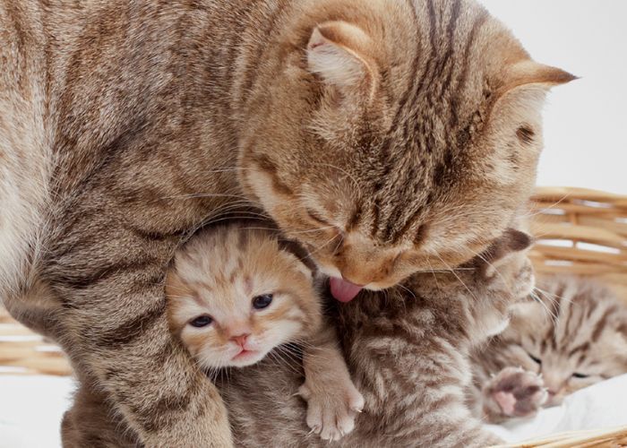 Cat Lovers Merapat, Ini 4 Tanda-tanda Induk Kucing akan Melahirkan