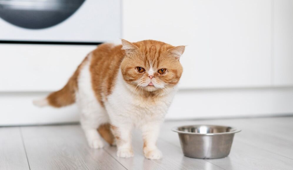 7 Merek Makanan Kucing Paling Bagus untuk Kesehatan Si Meong
