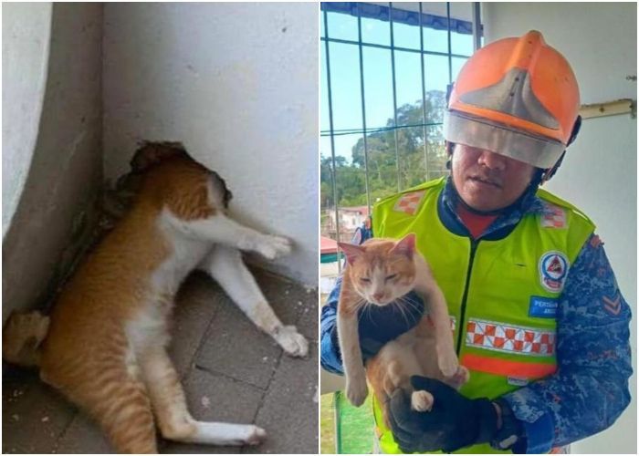 Viral Kepala Kucing Oren di Malaysia Nyangkut di Dinding Rumah, Petugas Damkar Gercep Selamatkan