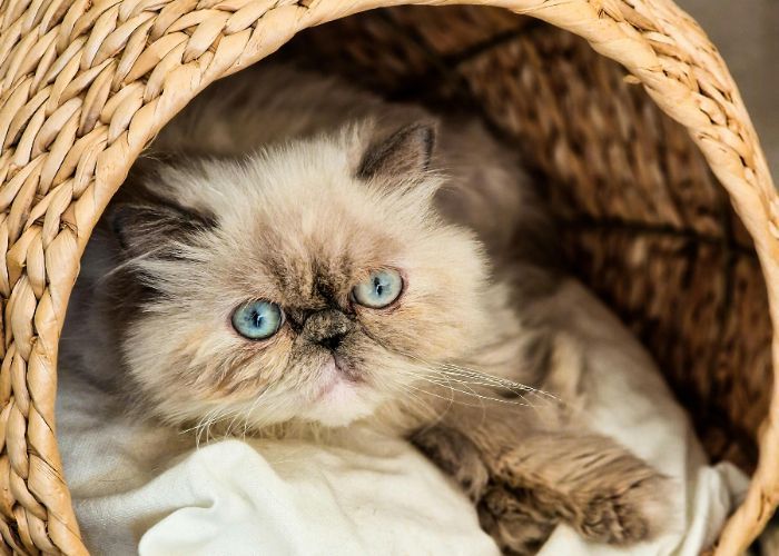 Ini Dia 4 Fungsi Kumis pada Kucing, Catlovers Wajib Simak!