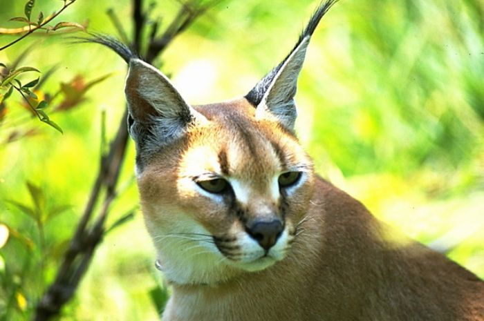 Terbesar di Asia Barat, Berikut 5 Fakta Menarik Kucing Caracal yang Berukuran Sedang