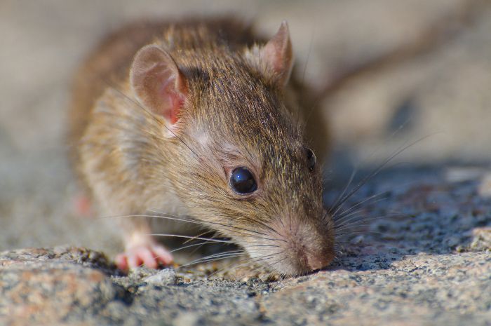 9 Cara Mengusir Tikus di Rumah, Dijamin Enggak Bakal Balik Lagi