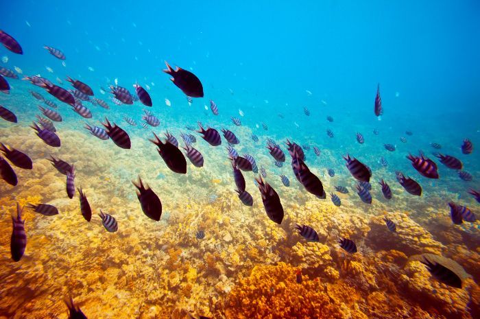 Ilmuwan Temukan 100 Spesies Baru di Gunung Bawah Laut Chile