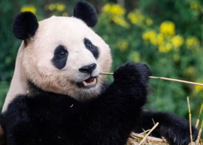 Fu Bao, Panda Kesayangan Warga Korea Selatan Hari Ini Kembali ke China Naik Pesawat