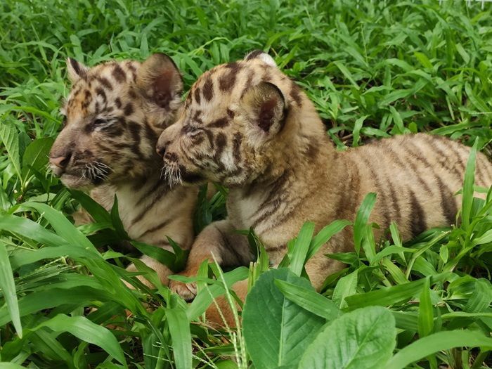 Wow, Tepat Momen Lebaran 2024 Ada 3 Bayi Harimau Menggemaskan Lahir di Solo Safari