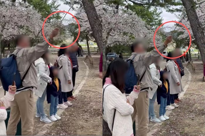Heboh Turis Diduga Asal Indonesia Rusak Pohon Sakura di Jepang, Jadi Gunjingan Netizen Internasional
