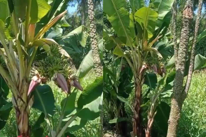 Viral Pohon Pisang Punya 6 Jantung Sekaligus di Sumenep