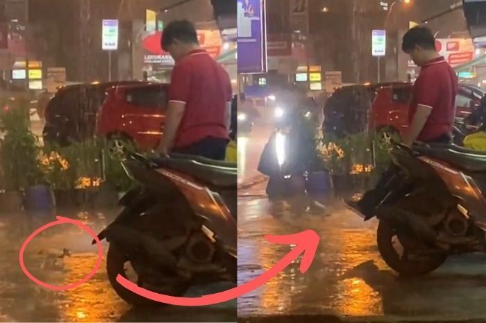 Viral Video Pria Tendang Anak Kucing Berkali-Kali Padahal Hanya Ingin Berteduh Saat Hujan Deras