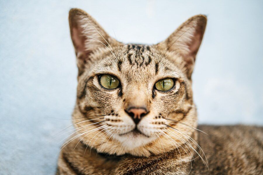 50+  Nama Kucing Jawa Beserta Artinya Untuk Betina, Jantan, dan Unik Terupdate 2024