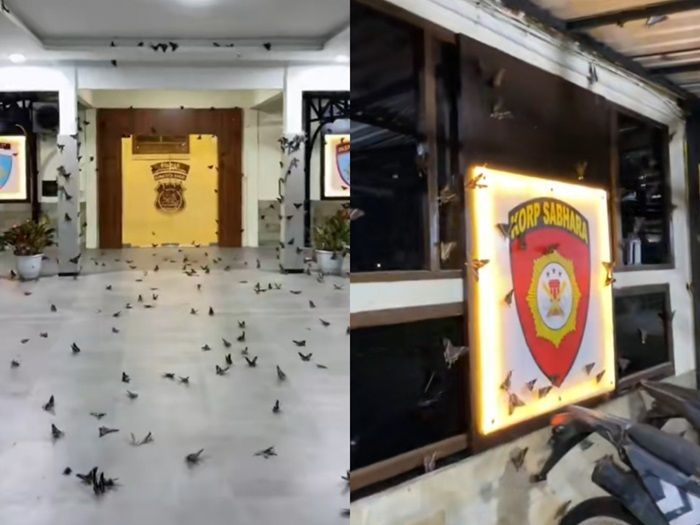 Kejadian Unik! Kantor Polres Mentawai 'Diserang' Ribuan Kupu-kupu