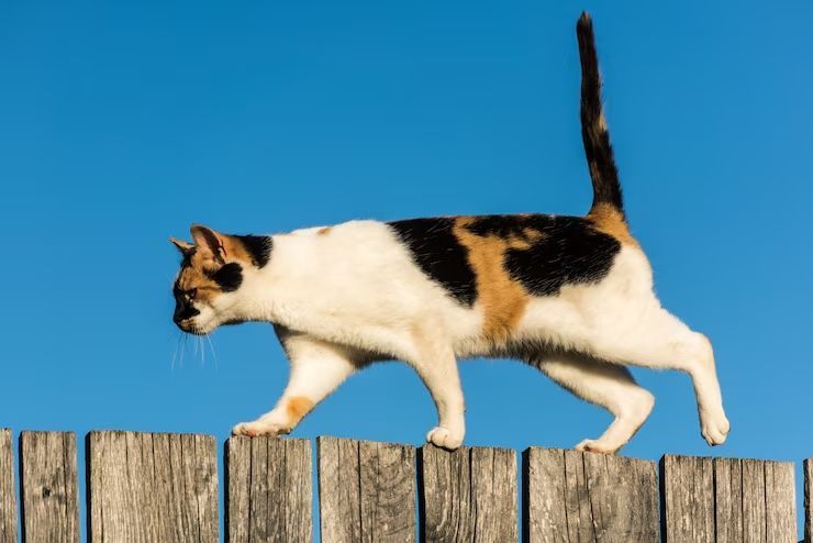 Viral Lomba Bunuh Kucing Liar di Selandia Baru, Bikin Geram Cat Lovers!