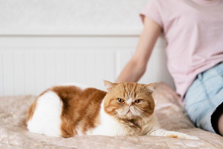 Dear Cat Lovers, Yuk Pahami Bagian Tubuh Sensitif Kucing Biar Peliharaan Gak Stres Kamu Sentuh