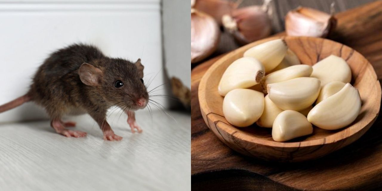 6 Bau yang Bikin Tikus dan Curut Kabur dari Rumah Secara Alami!