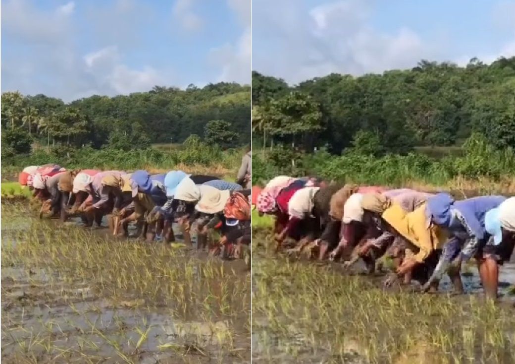 Momen Ibu-ibu Petani ini Menanam Padi dengan Gerakan yang Unik