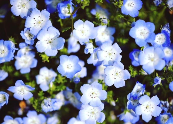 5 Fakta Menarik Bunga Forget Me Not, Si Cantik yang Jadi Lambang Kesetiaan