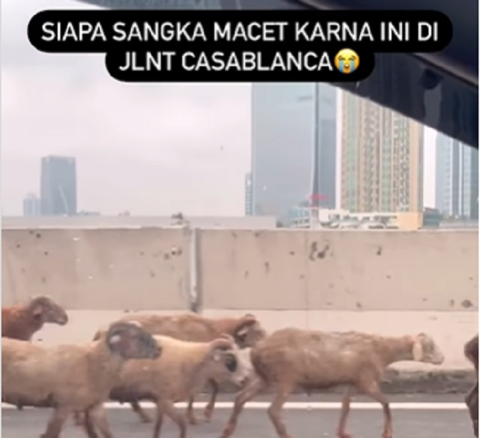Duh! Kumpulan Domba Bikin Macet di Atas JLNT Casablanca, Polisi Sampai Lakukan Hal Ini