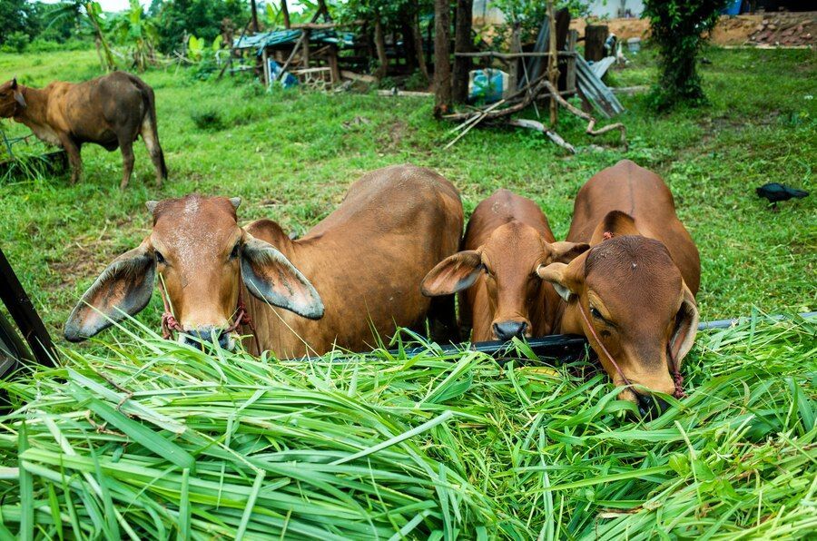 5 Ciri-Ciri Hewan Kurban Sehat, Kenali ini Agar Sah dan Menjadi Berkah