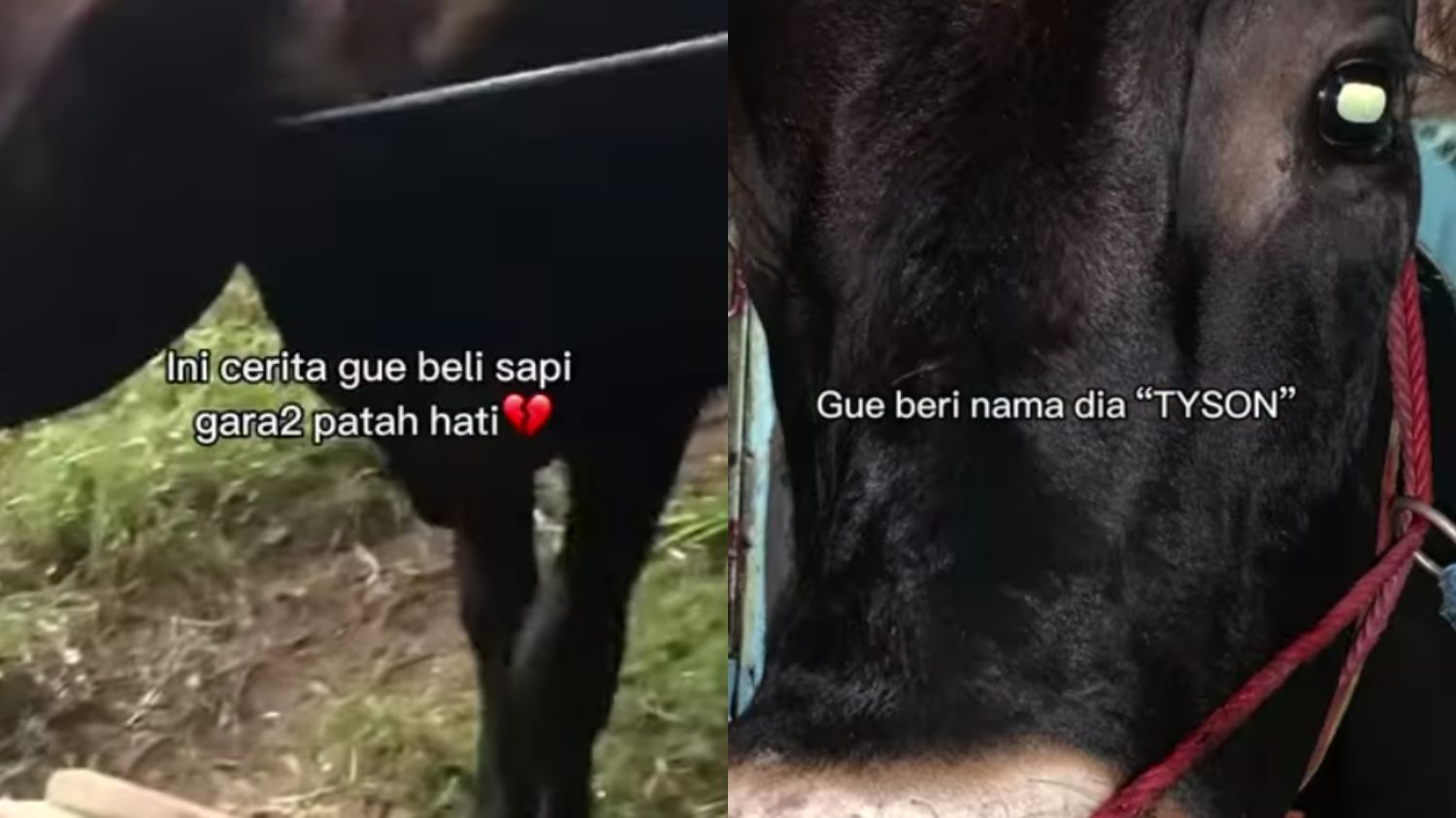 Viral di TikTok, Kisah Pemuda Sembuh dari Patah Hati karena Pelihara Sapi