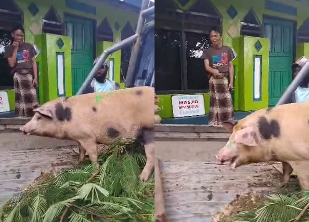 Belum Paham Sepenuhnya, Mualaf Asal Papua Ini Serahkan Babi ke Mesjid untuk Hari Raya Kurban