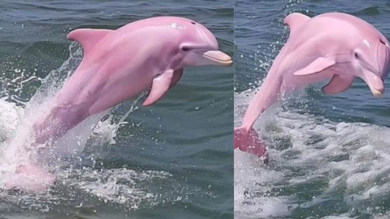 Cantiknya Lumba-lumba Pink Muncul di NC Coast Amerika Serikat, Ternyata Berasal dari Hongkong!