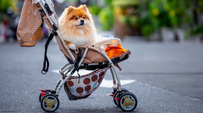 Tren Penjualan Stroller Hewan Peliharaan Melesat di Korea Selatan!