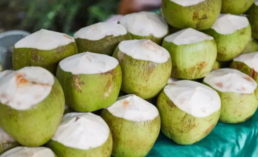 Kenalan sama Pohon Kelapa: Tumbuhan dengan Manfaat Tak Terbatas!