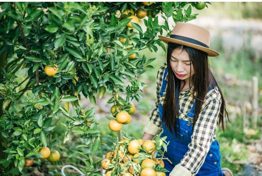 Pemetik Buah Asal Indonesia Dipecat di Inggris: Kronologi dan Nasib Mereka Sekarang
