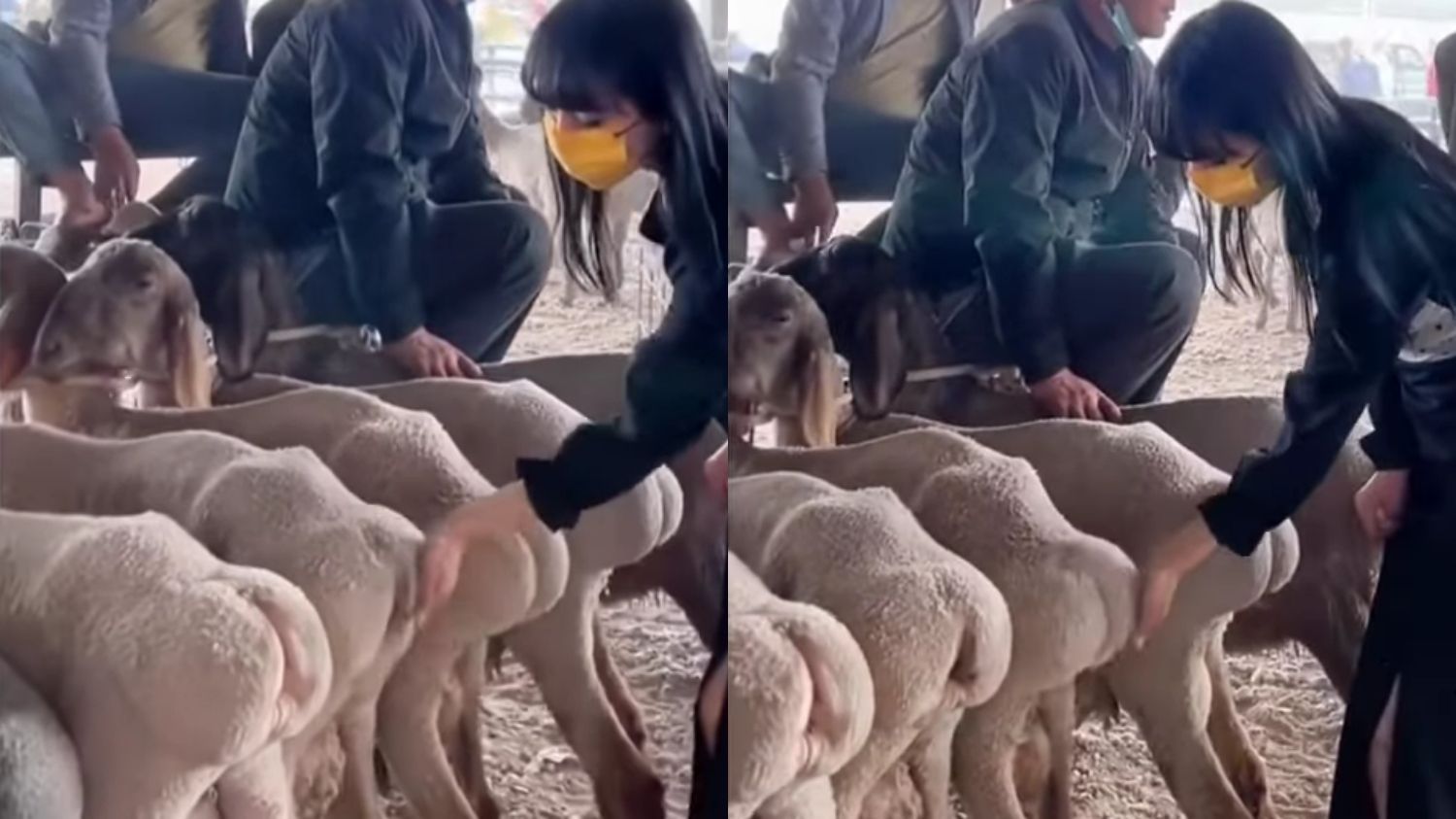 Viral Tren Usap Pantat Domba di China, Dianggap Bisa Hilangkan Stres!