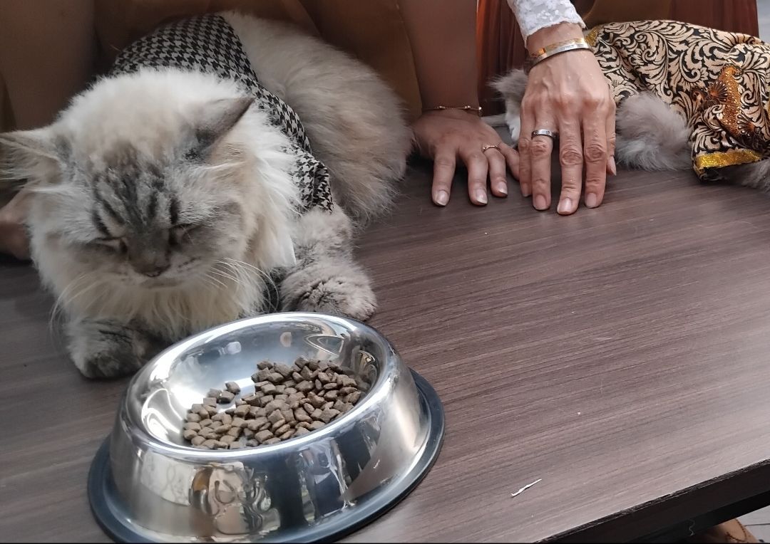 Bulu Kucing Peliharaan Rontok dan Alami Sulit Buang Air Kecil , Ini Solusinya