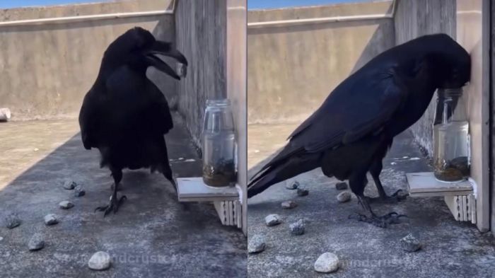 Gemas, Burung Gagak Ini Effort Masukin Batu ke Dalam Gelas agar Bisa Minum Airnya