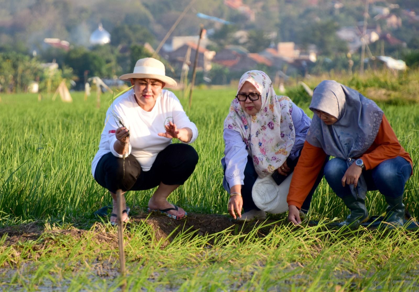 Mbak Ita Harap Padi Biosalin Bisa Beri Kesejahteraan Masyarakat Pesisir