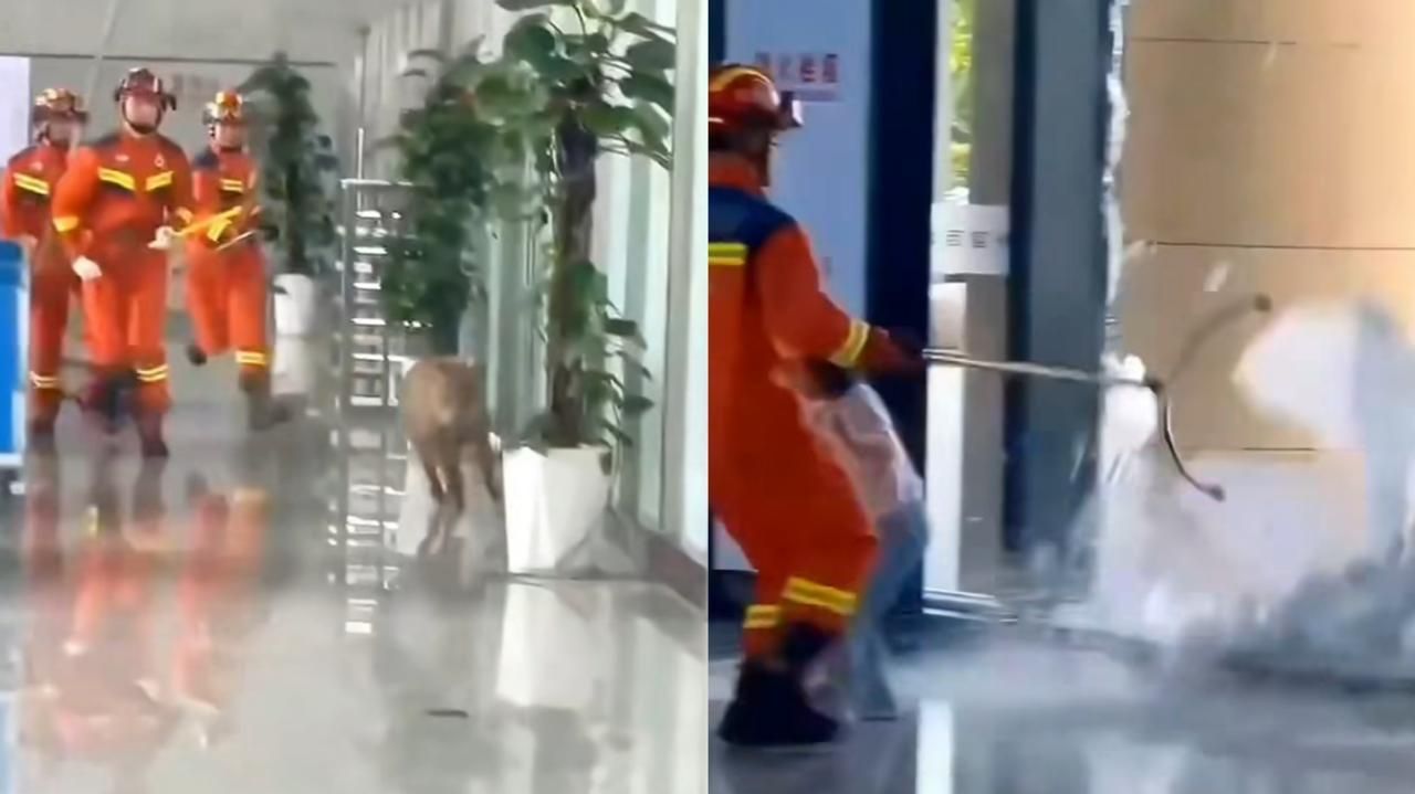 Seekor Babi Hutan Masuki Kawasan Stasiun Kereta Cepat di China, Timbulkan Kekacauan