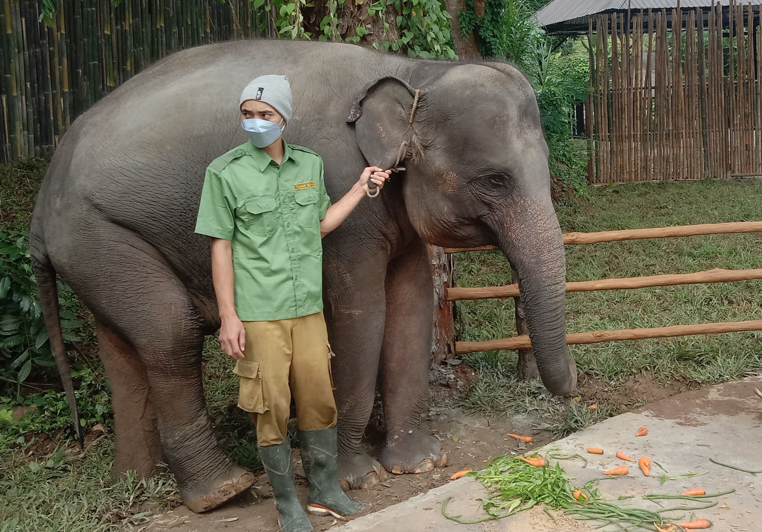 Dua Gajah di Solo Safari Mati, Ini Penjelasan BKSDA