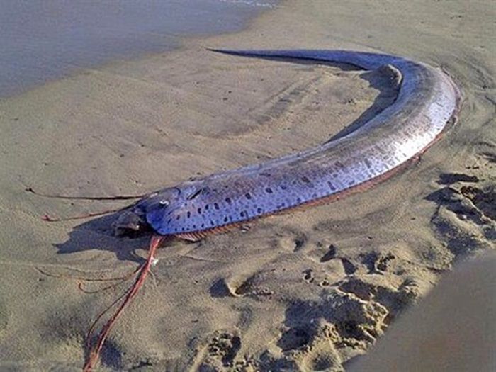 Mengapa Ikan Oarfish Dikenal sebagai Tanda Bencana?