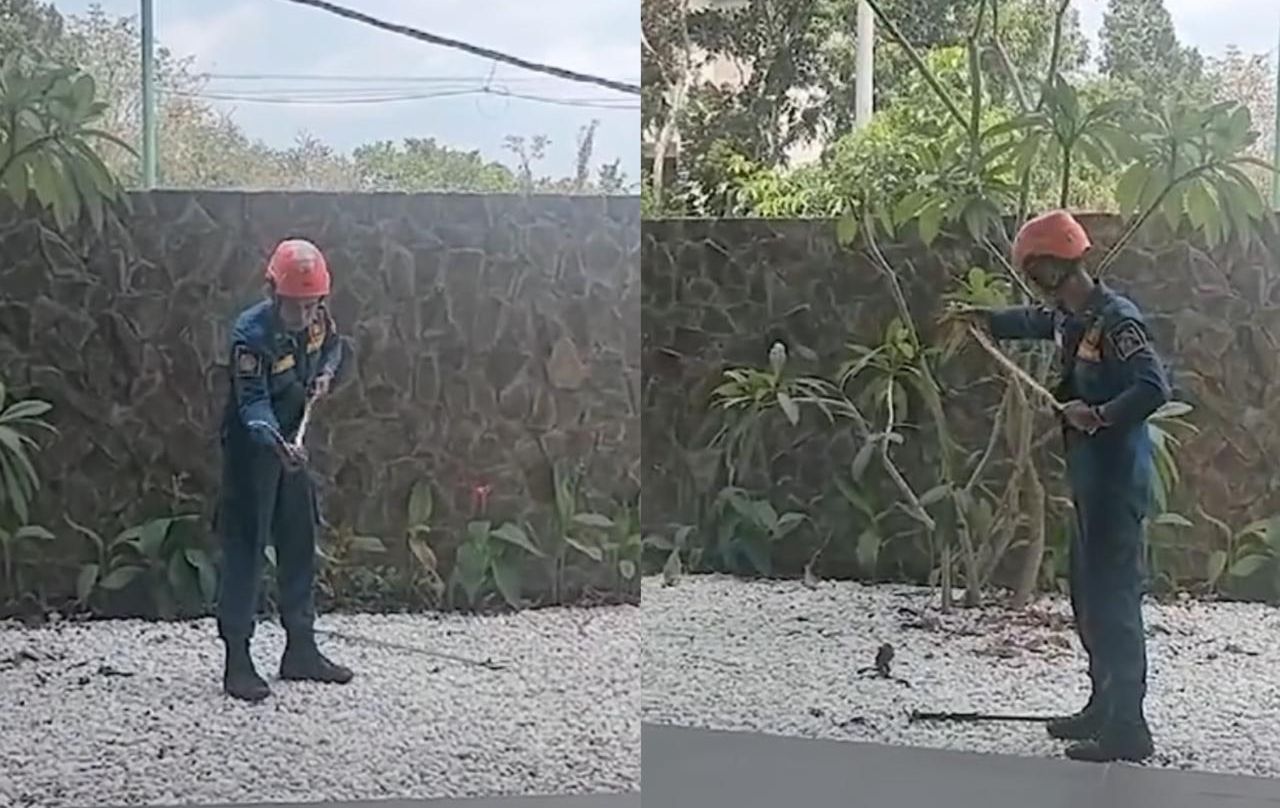Aksi Unik Seorang Petugas Pemadam Kebakaran Dalam Menangani Ular di Sleman