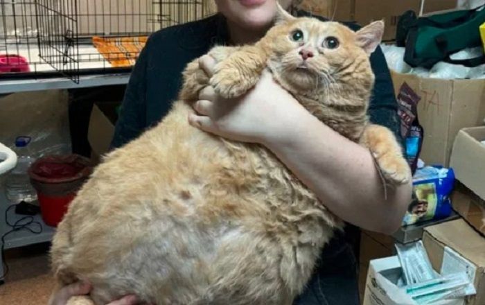 Kucing Gendut BB 17 Kg Sampai Tidak Bisa Jalan, Terpaksa Jalani Diet Khusus