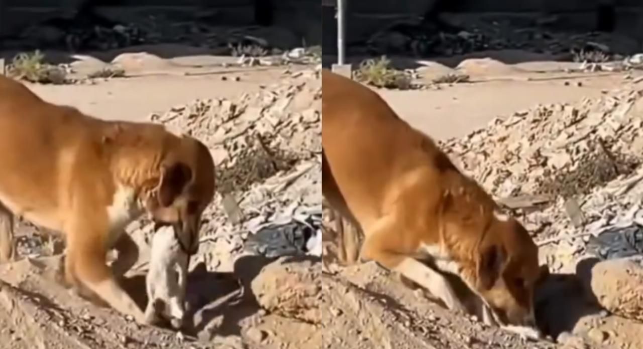 Momen Saat Anjing di Gaza Menguburkan Kucing yang Dulu Teman Bermainnya