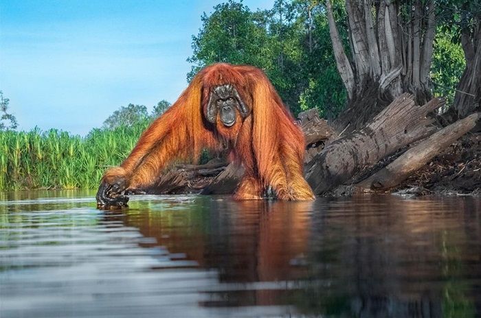 Foto Orangutan di Kalimantan Hasil Jepretan Fotografer Asal India Ini Berhasil Menangkan World Nature Photography Award 2020