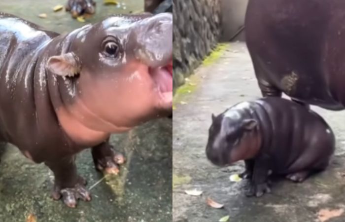 Moo Deng, Bayi Kuda Nil asal Thailand Jadi Perhatian Publik karena Imut dan Menggemaskan