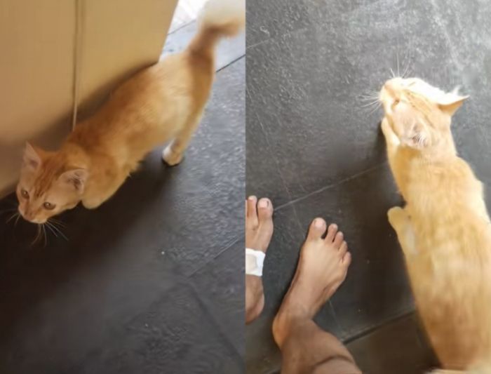Viral, Momen Kucing Oren Ikutan Pincang Layaknya 'Roasting' Seorang Pria yang Sedang Sakit