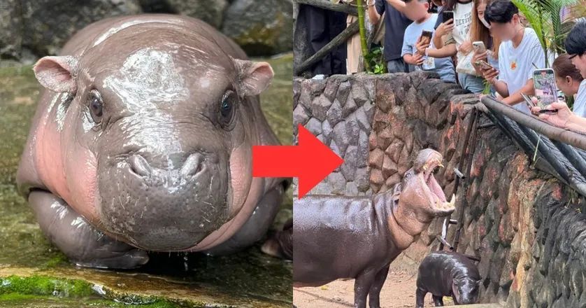 Sisi Gelap Moo Deng di Thailand Picu Perdebatan Panas, Ada Apa?