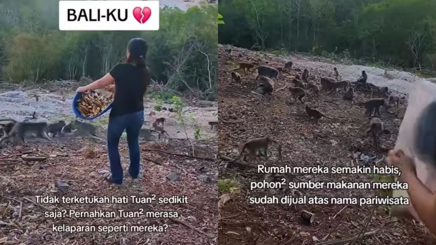 Viral, Wanita di Bali Beri Makan Monyet yang Kelaparan Usai Hutan Ditebang untuk Pariwisata