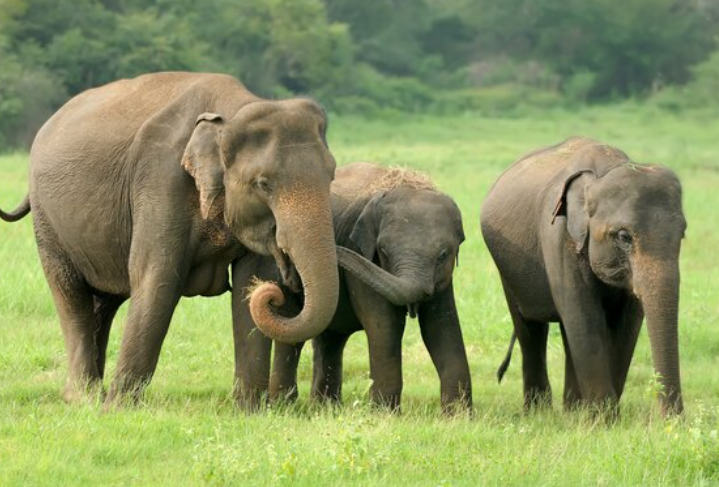 Zimbabwe Ambil Langkah Ekstrem: 200 Gajah Akan Disembelih Demi Atasi Krisis Pangan