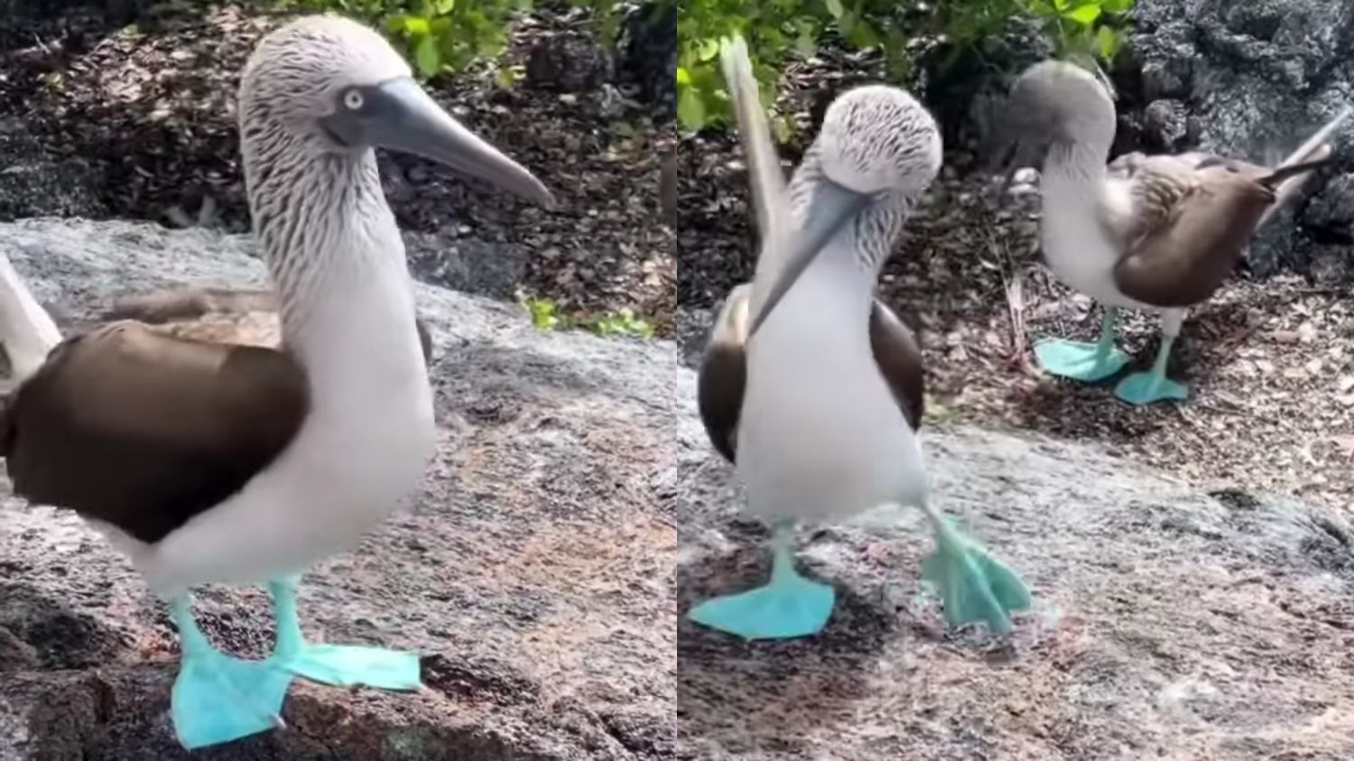 Keunikan Burung Booby Kaki Biru: Warna Kaki Cerah dan Gaya Langkah Ikonik