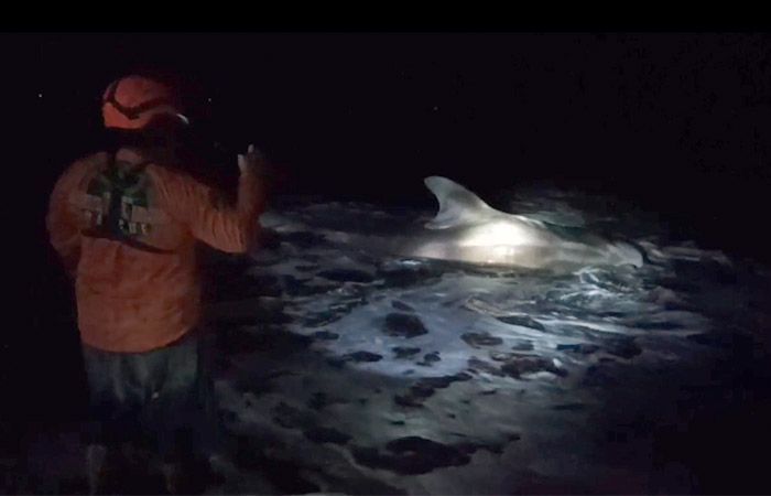 Terbawa Arus saat Cari Makan, Ikan Hiu Tutul Sepanjang 5 Meter Terdampar di Pantai Getem Jember dengan Kondisi Sekarat