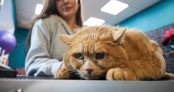 Aksi Lucu Kucing Gemuk Tersangkut di Rak Sepatu saat Berusaha Kabur dari Program Diet