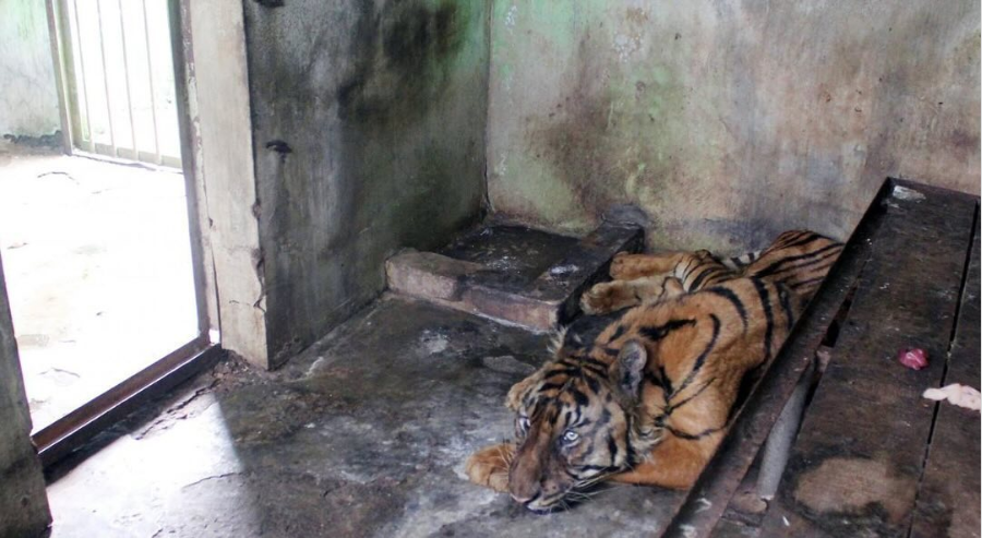 Miris! Harimau Sumatera Betina Mati di Medan Zoo, Total Kematian Mencapai 6 Ekor Sejak November 2023