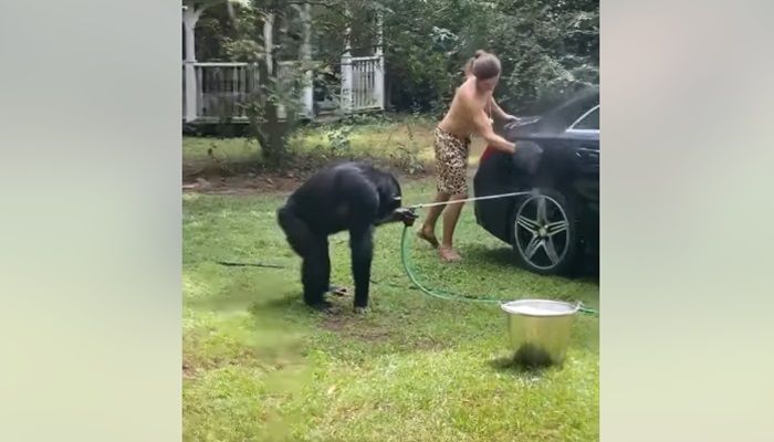 Viral, 2 Simpanse Bantu Tuannya Cuci Mobil: Aksi Mereka Lucu Banget!