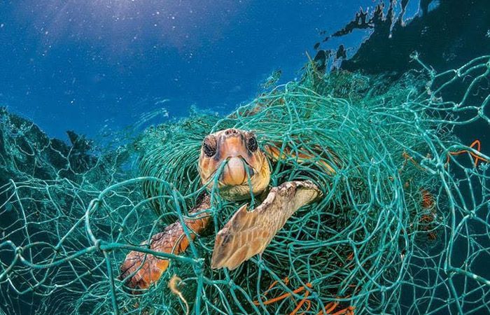 Tak Banyak yang Tahu, ini Bahaya Jaring Hantu bagi Ekosistem Laut
