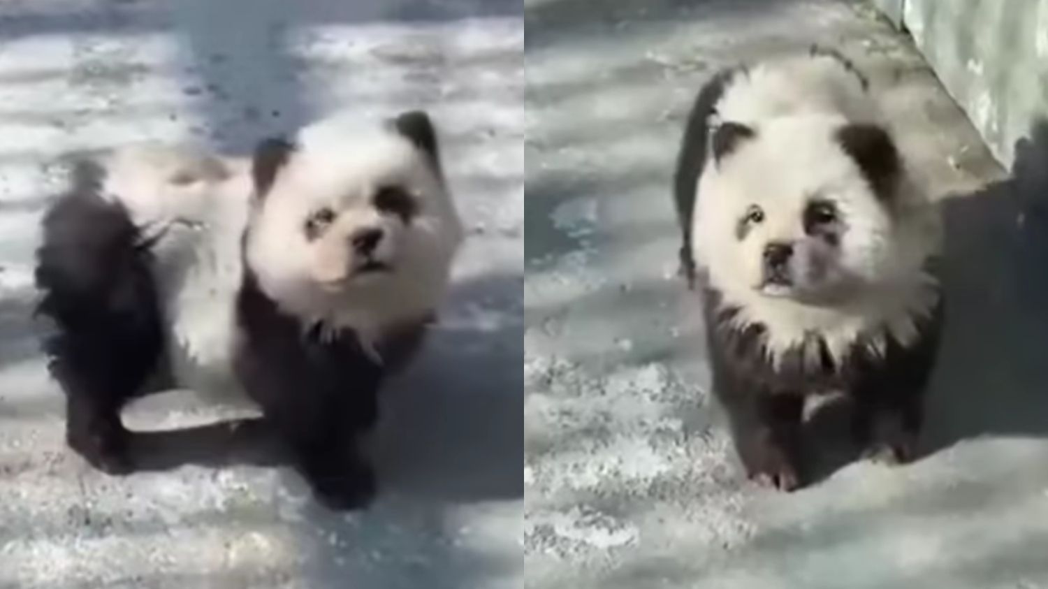 Kebun Binatang di China Dikritik Setelah Ketahuan Mengecat Anjing Agar Mirip Panda